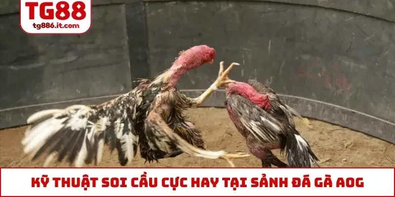 Kỹ thuật soi cầu cực hay tại sảnh đá gà AOG